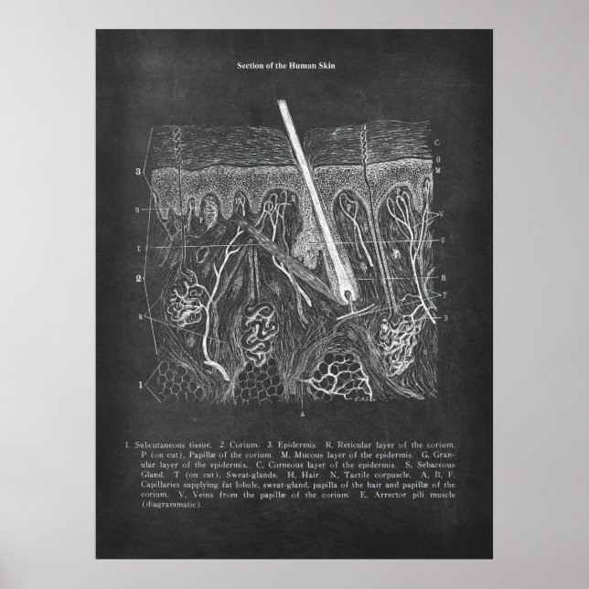 Skin Anatomy Sectional View Dermatologist Decor (Front)