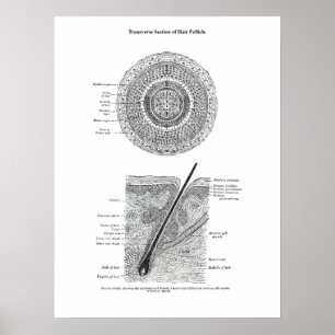 Skin and Hair Anatomy Print 3 Decor Gift