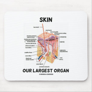 Skin Our Largest Organ (Dermal Layers) Mouse Mat