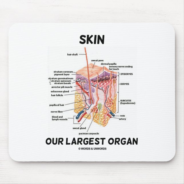 Skin Our Largest Organ (Dermal Layers) Mouse Mat (Front)