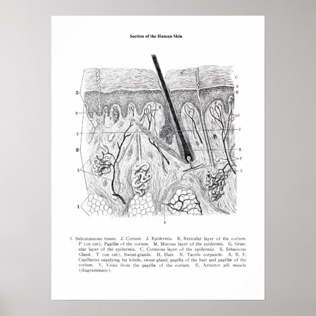 Skin Section Anatomy print 2. (Front)