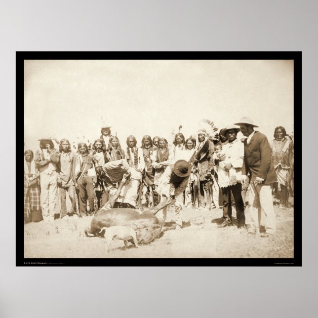 Skinning Cattle at Pine Ridge Reservation SD 1887 Poster (Front)