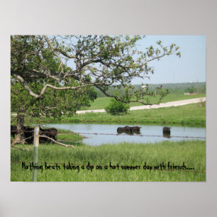Skinny Dipping Cows Poster