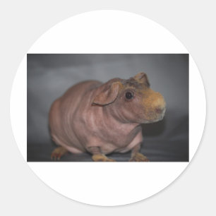 Skinny Pig Classic Round Sticker