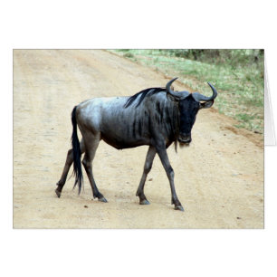 skinny wildebeest