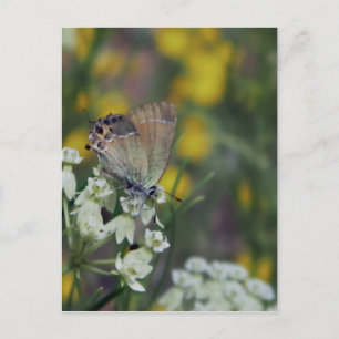 Skipper butterfly on a flower postcard