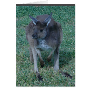 Skippy kangaroo Card