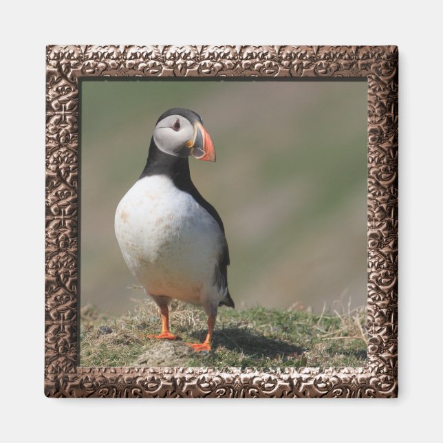 Skomer Island Puffins Magnet (Front)