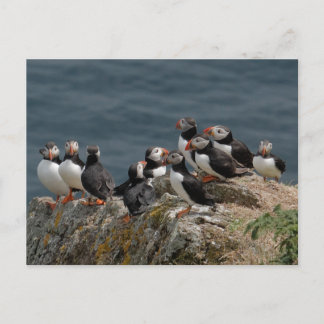 Skomer Island Puffins Postcard
