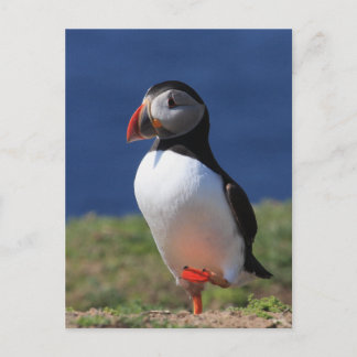 Skomer Island Puffins Postcard