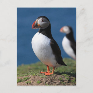 Skomer Island Puffins Postcard
