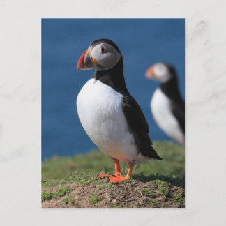 Skomer Island Puffins Postcard