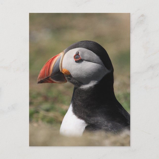 Skomer Island Puffins Postcard (Front)