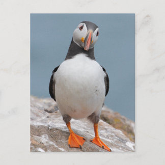 Skomer Island Puffins Postcard