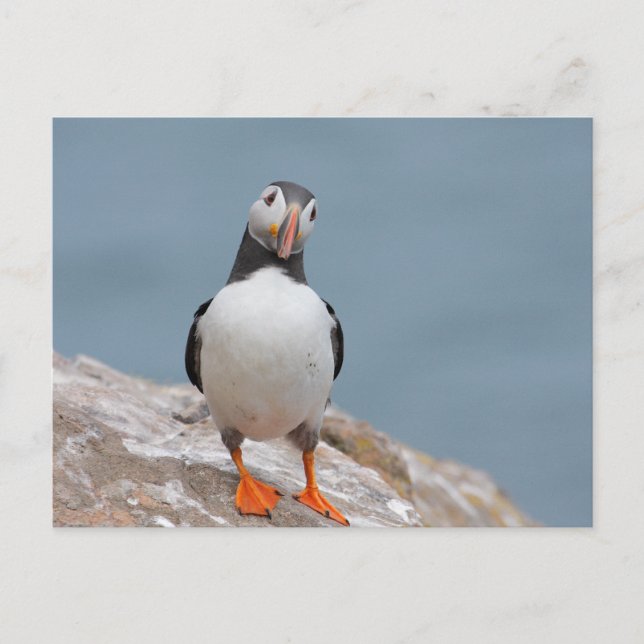 Skomer Island Puffins Postcard (Front)