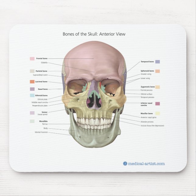 Skull Anatomy Mouse Mat (Front)