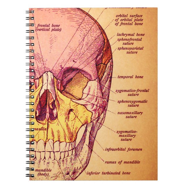 Skull anatomy notebook (Front)