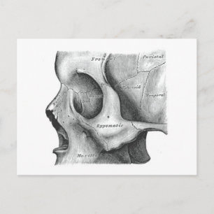 Skull and spine post card