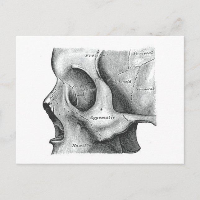 Skull and spine post card (Front)