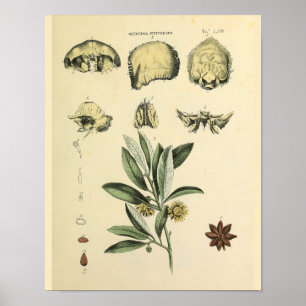 Skull Bones Anatomy Herbal Art Print