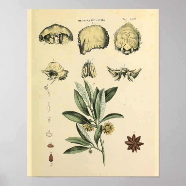 Skull Bones Anatomy Herbal Art Print (Front)