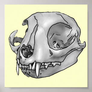 Skull Cat Poster