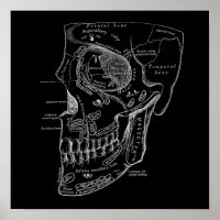 Skull Face Bones Anatomy Illustration Old Medical