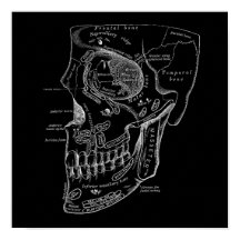 Skull Face Bones Anatomy Illustration Old Medical