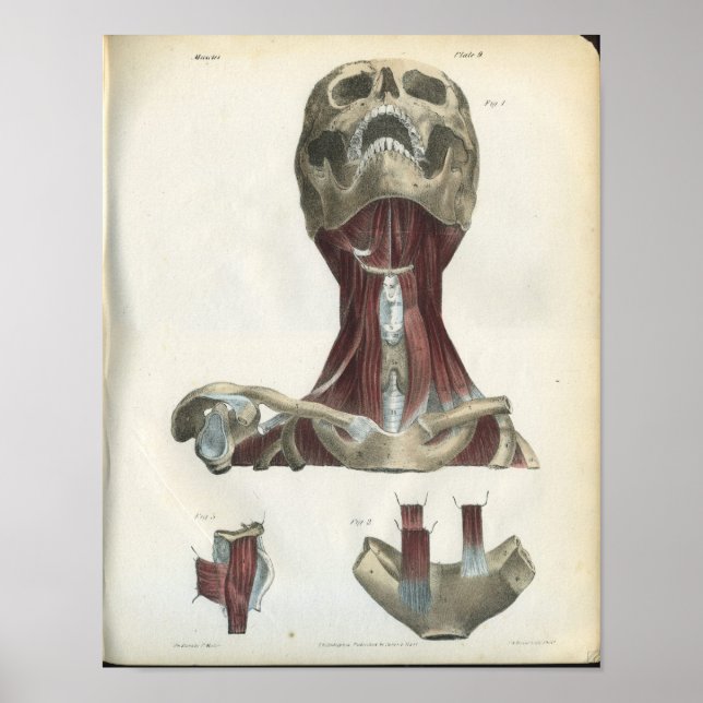 Skull & Muscles of the Neck Anatomy Print (Front)