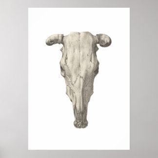 Skull of a cow, seen from above drawing poster