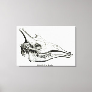 Skull of a Giraffe Canvas Print