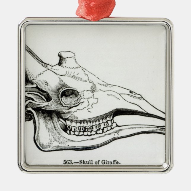 Skull of a Giraffe Metal Tree Decoration (Front)