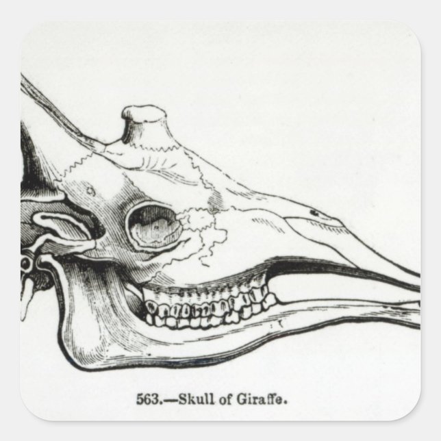Skull of a Giraffe Square Sticker (Front)