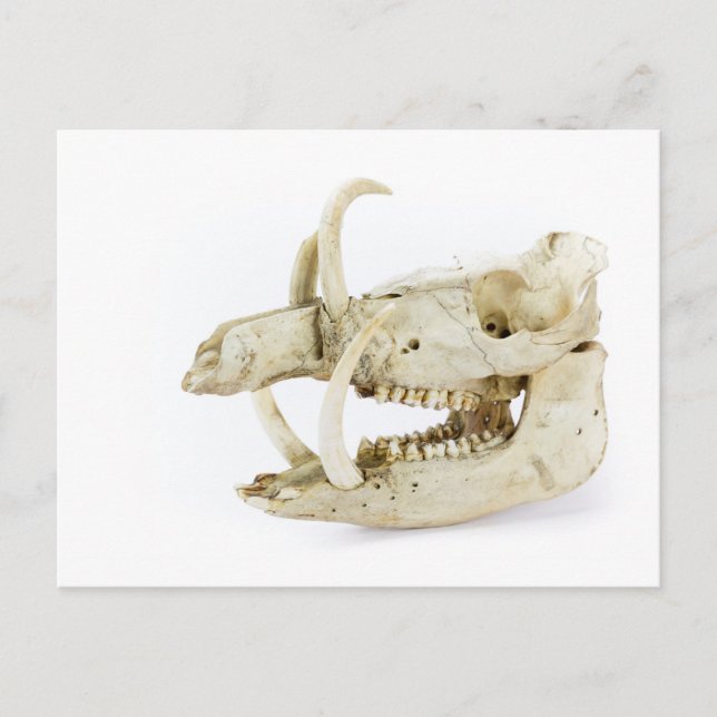 Skull of wild boar postcard (Front)