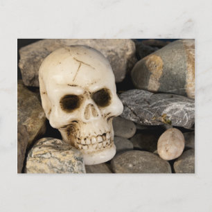 Skull postcard