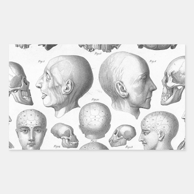 Skull Types Rectangular Sticker (Front)