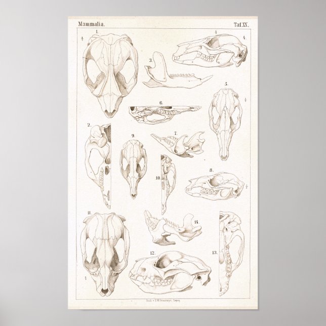 Skulls of Mammals Veterinary Anatomy Print (Front)