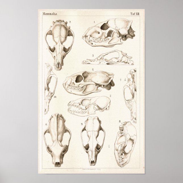 Skulls of Mammals Veterinary Anatomy Print (Front)