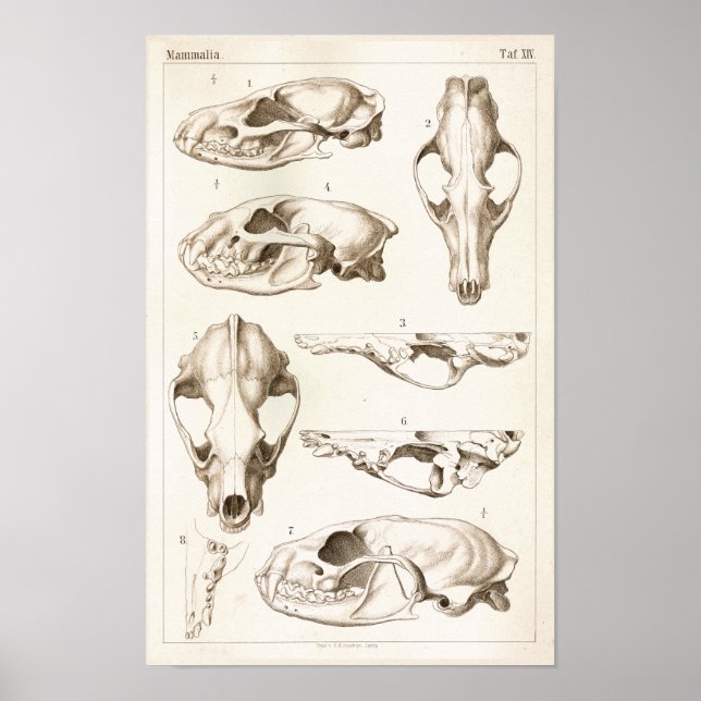 Skulls of Mammals Veterinary Anatomy Print (Front)