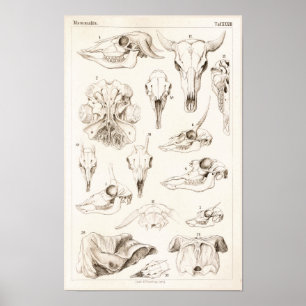 Skulls of Mammals Veterinary Buffalo Anatomy Print