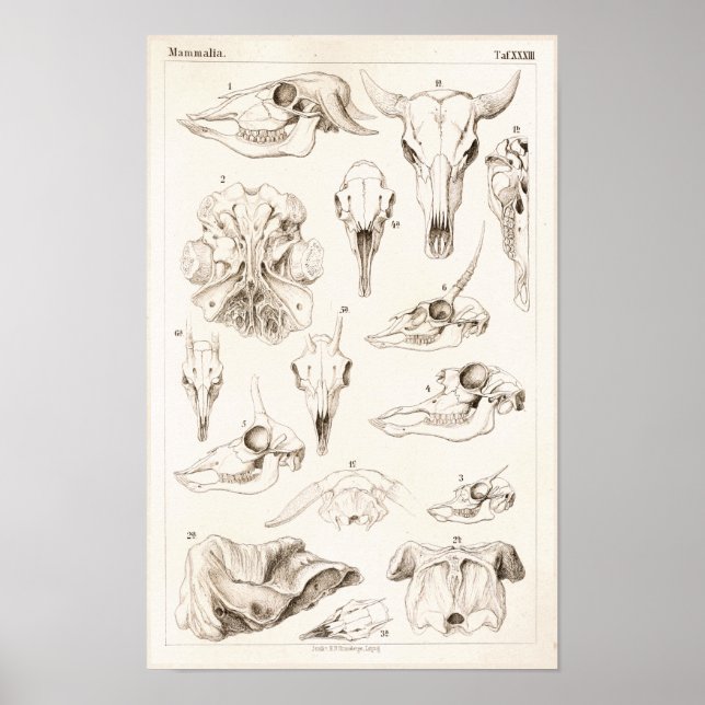 Skulls of Mammals Veterinary Buffalo Anatomy Print (Front)