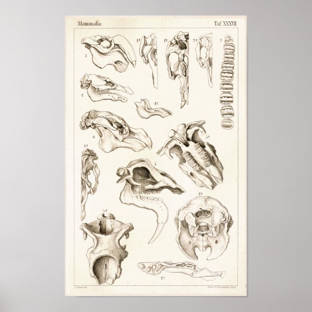 Skulls of Mammals Veterinary Manatee Anatomy Print (Front)