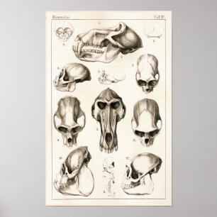 Skulls of Monkeys Veterinary Anatomy Print