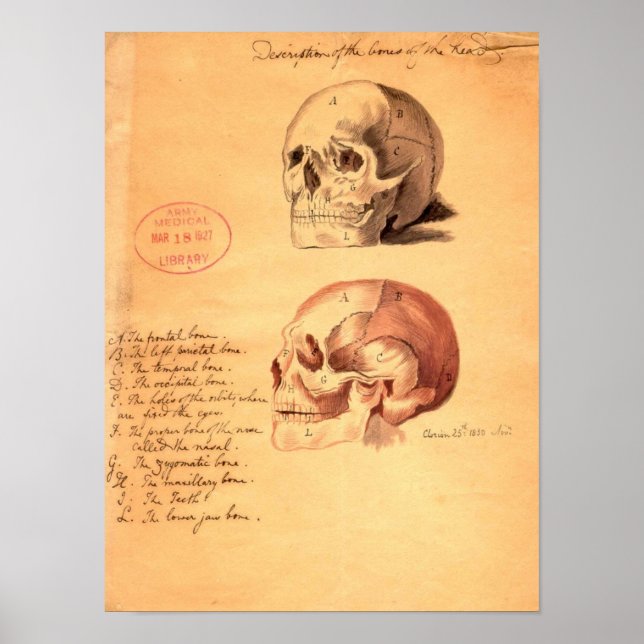 Skulls Poster (Front)
