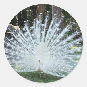 Skully Top Fun Classic Round Sticker