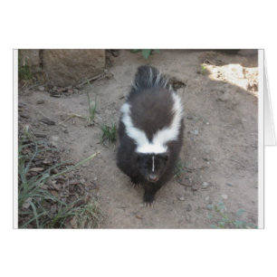skunk