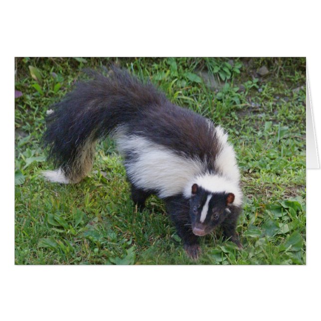 Skunk (Front Horizontal)