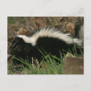 Skunk Behaviour  Postcard