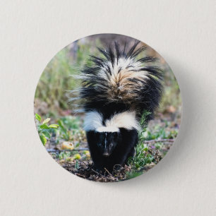 Skunk Black and White 6 Cm Round Badge