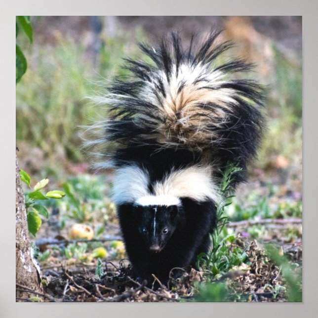Skunk Black and White Poster (Front)